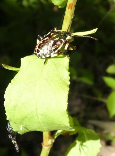 Pinthaeus sanguinipes